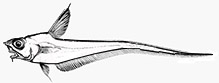 Sphagemacrurus