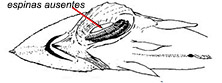 espinas_ausentes
