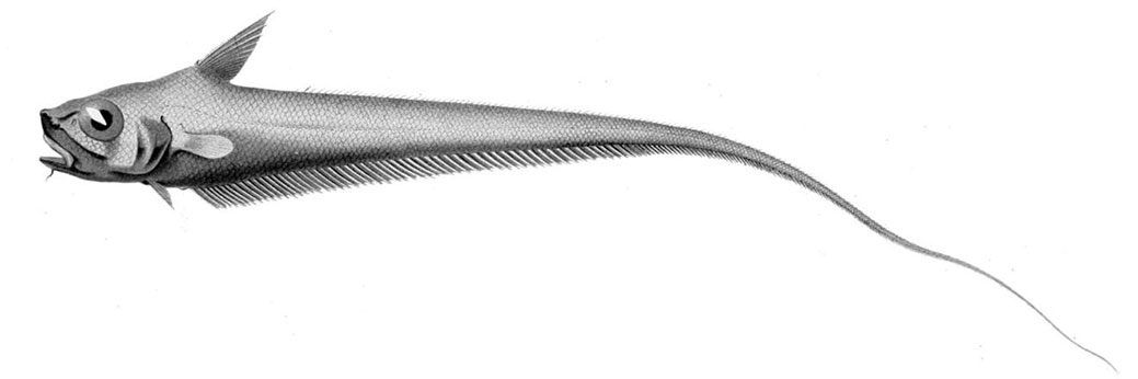 Sphagemacrurus-hirundo_9998.jpg