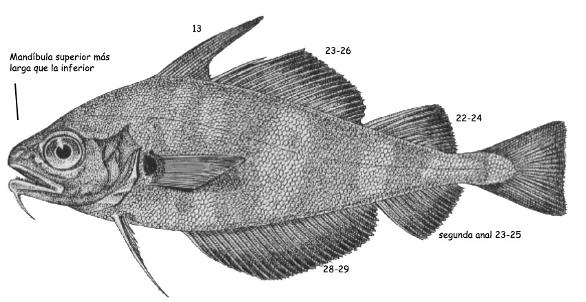 Trisopterus-luscus_0001.jpg