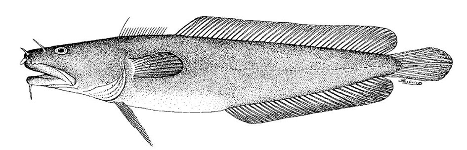 Ciliata-septentrionalis_01.jpg