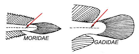 moridae_gadidae