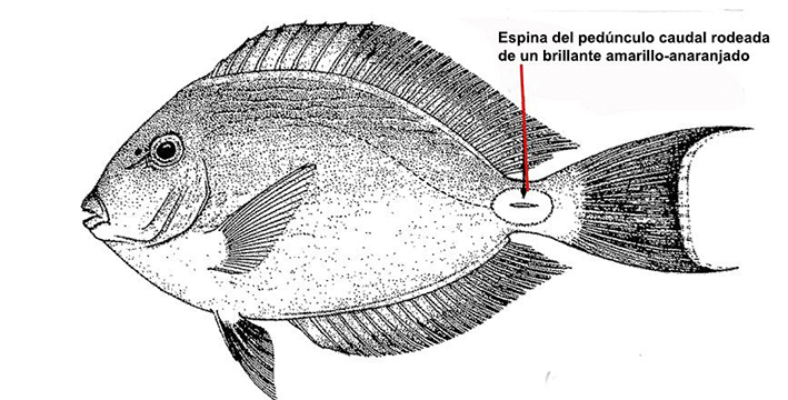 Acanthuridae_01.jpg