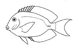 Acanthurus-clave_01.jpg