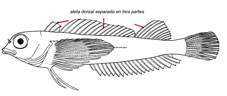 Tripterigidae_dibujo