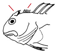 Coryphoblennius_claves