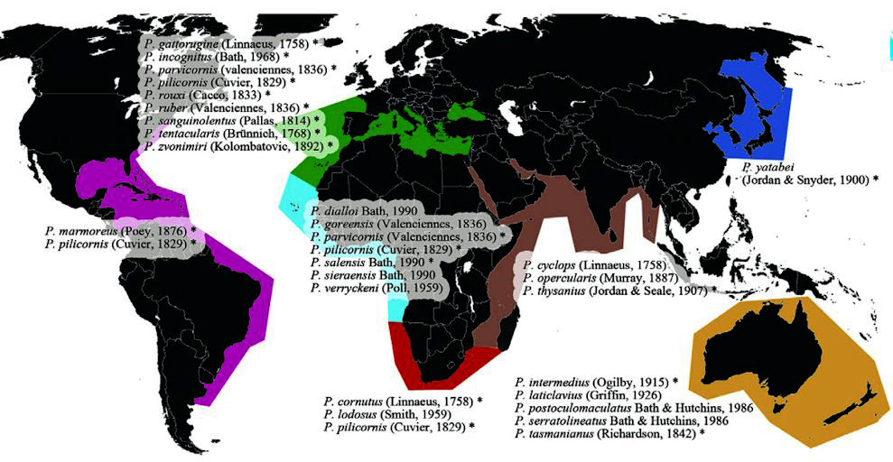 Parablenius_claves_09