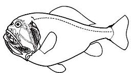 Anoplogaster_claves_01