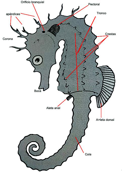 Hippocampus_claves_02