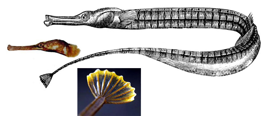 Syngnathus-acus_01.jpg