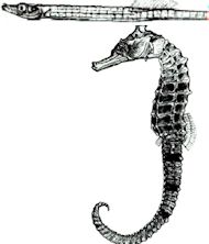 Syngnathidae