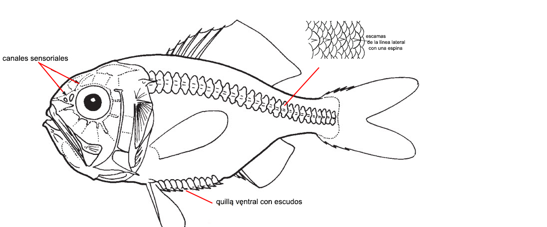 Trachichthyidae_Familia