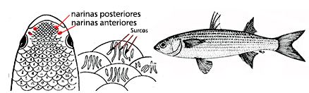 Liza_saliens_claves_01