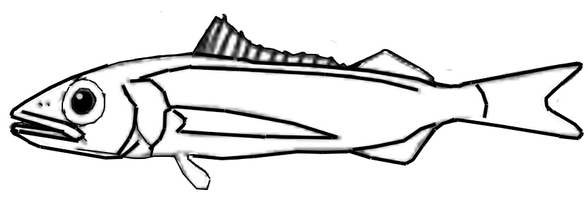 Scombrolabracidae.jpg