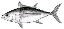 Thunnus_claves.jpg