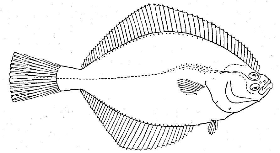 Pleuronectidae_inico.jpg