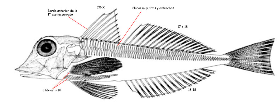 Chelidonichthys-cuculus_01.jpg