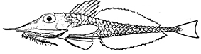 Peristediidae_clave.jpg
