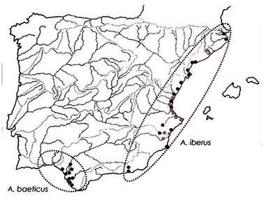 A.Iberus_baeticus.jpg