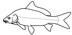 Cyprinidae_claves.jpg