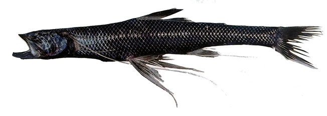 Bathypterois-dubius_02.jpg