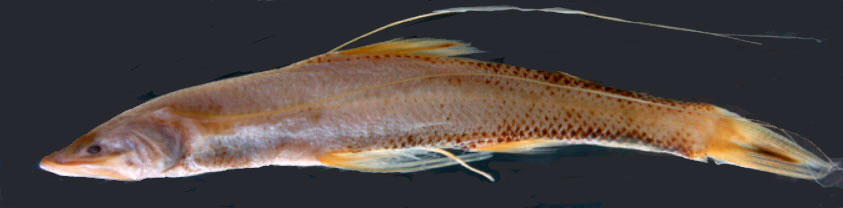 Bathypterois-dubius_06.jpg