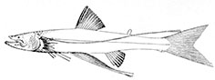 Bathypterois-dubius_claves_02.jpg