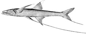 Bathypterois-grallator_claves.jpg