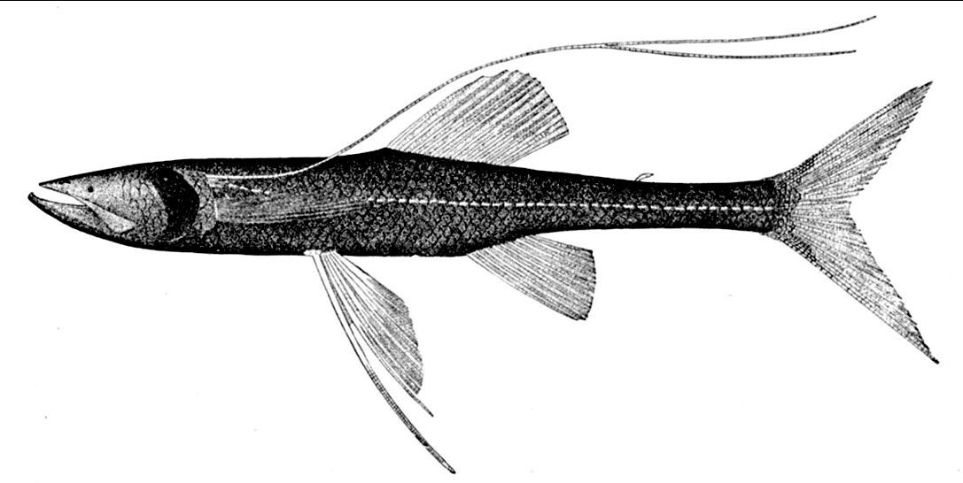 Bathypterois-longipes_001.jpg