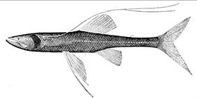 Bathypterois-longipes_claves.jpg