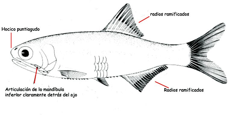 Engraulidae_Clupeidormes_claves.jpg
