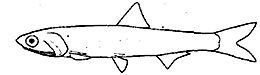 Engraulidae_claves.jpg