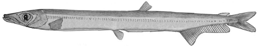 Lestidiops-affinis_00001.jpg
