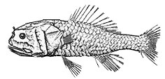 Poromitra-crassiceps_claves.jpg