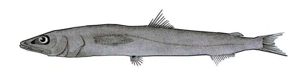 Scopelosaurus-argenteus_001.jpg