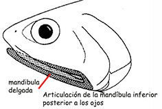 clupeiformes_Engraulidae.jpg