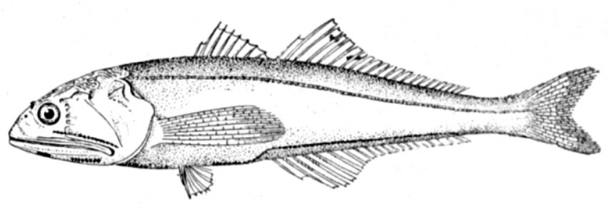Chiasmodontidae_01.jpg