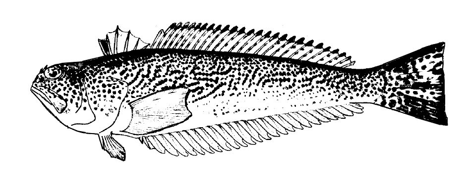 Trachinus-radiatus_01.jpg