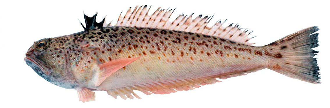 Trachinus-radiatus_02.jpg