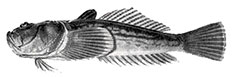 Uranoscopidae_claves.jpg