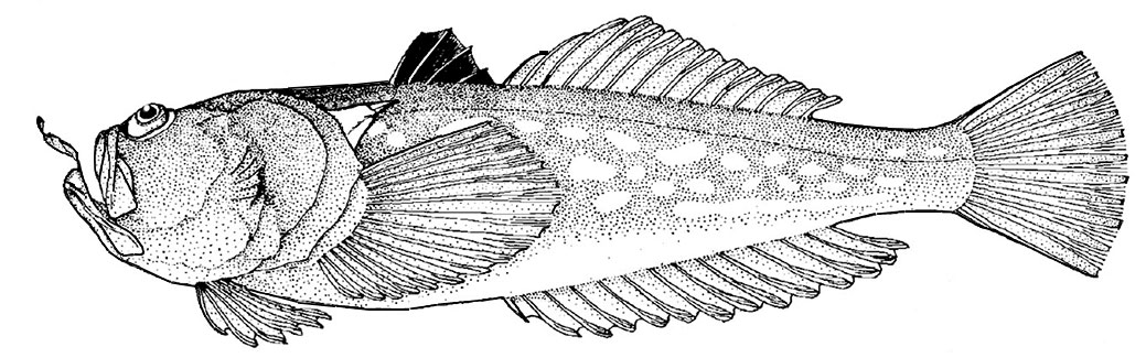 Uranoscopus-scaber_01.jpg