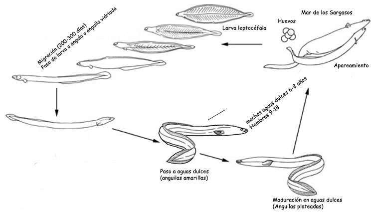 Anguilla-anguilla_ciclo.jpg