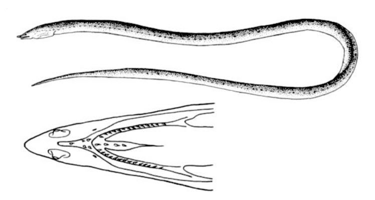 Apterichtus-anguiformis_01.jpg