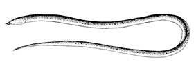 Apterichtus-anguiformis_claves_01.jpg