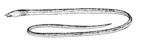 Apterichtus-caecus_claves.jpg