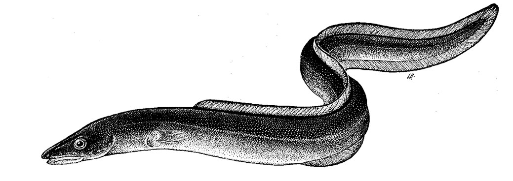 Conger-conger_01.jpg