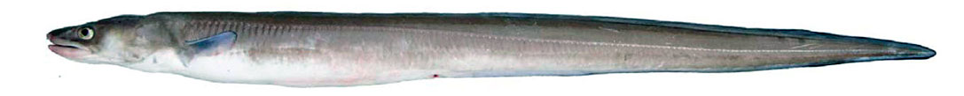 Conger-conger_02.jpg