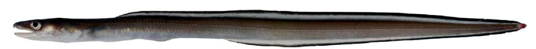 Conger-conger_03.jpg