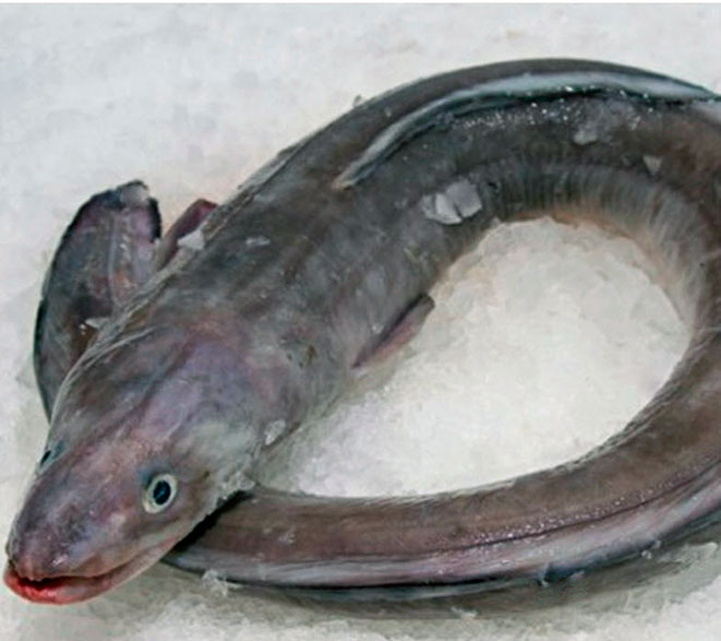 Conger-conger_04.jpg