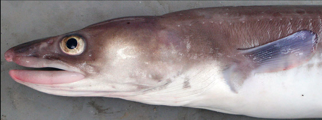 Conger-conger_05.jpg